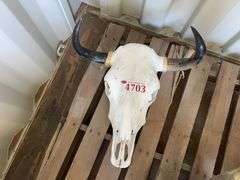 Decorative Bull Skull - Albuquerque NM
