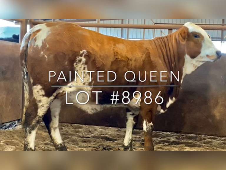 “Painted Queen”