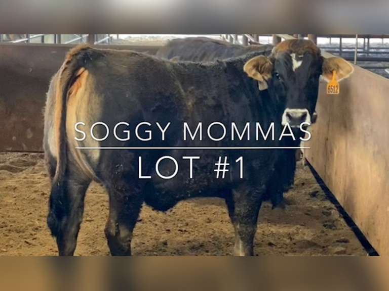"Soggy Mommas"