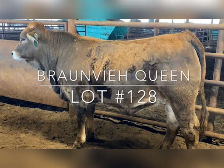“Braunvieh Queen”