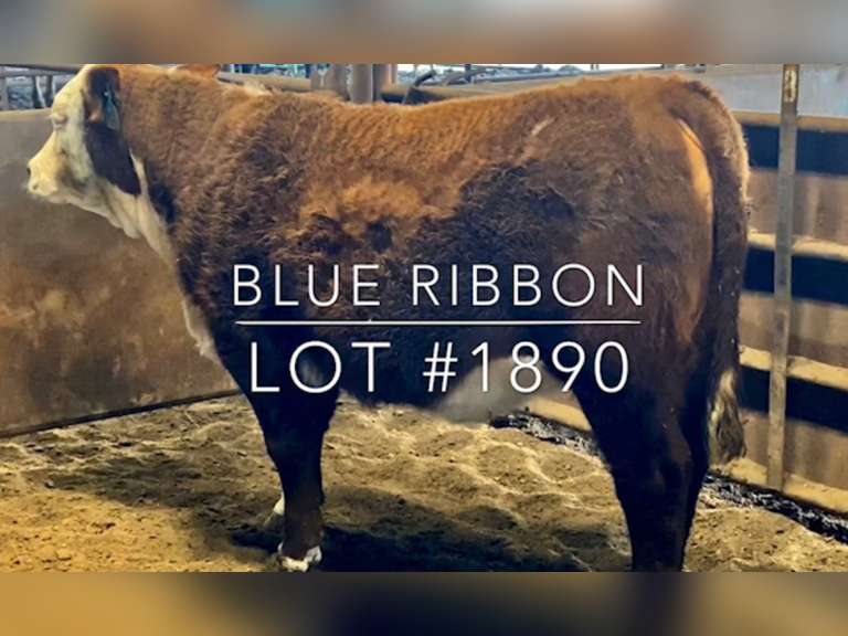 “Blue Ribbon”