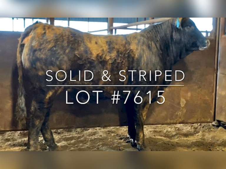 “Solid & Striped”