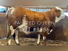 “Painted Queen”
