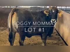 "Soggy Mommas"