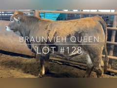 “Braunvieh Queen”