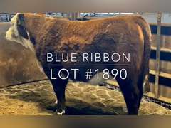 “Blue Ribbon”
