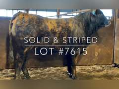 “Solid & Striped”