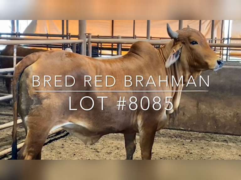 Bred Red Brahman