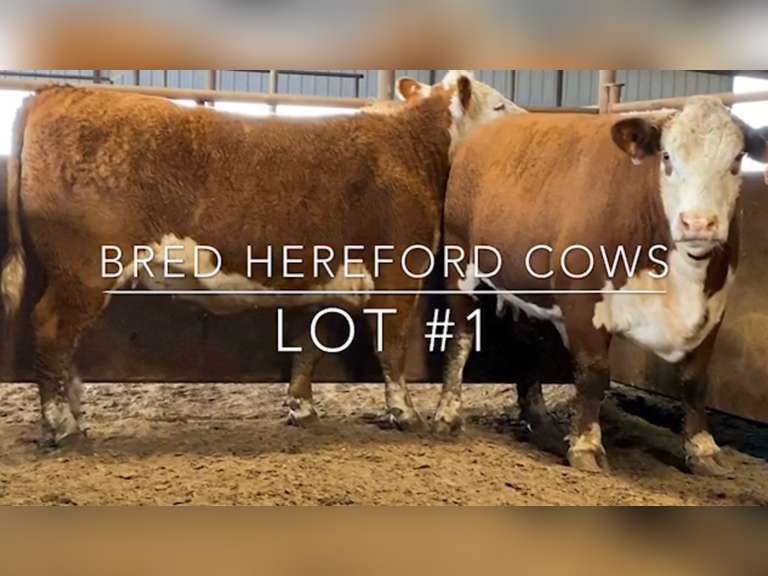 Bred Hereford Cows