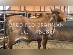 Bred Red Brahman