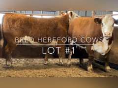 Bred Hereford Cows