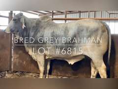 Bred Grey Brahman