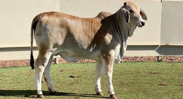 Brahman