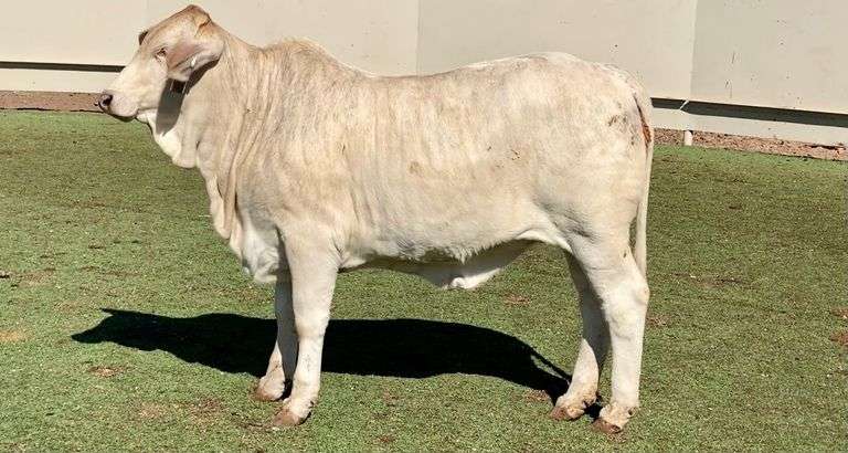 Brahman Cross