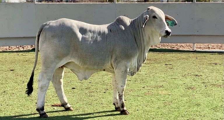 Brahman