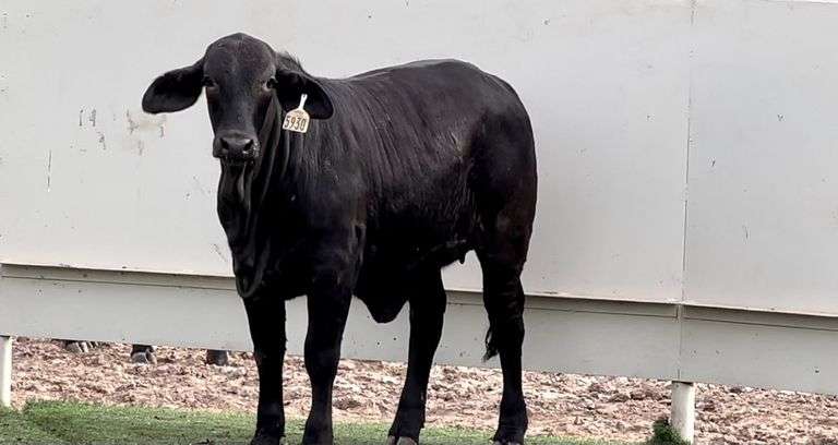 Black Brahman Cross
