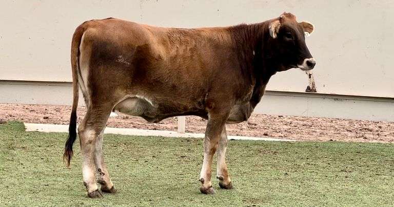 Jersey-Brahman