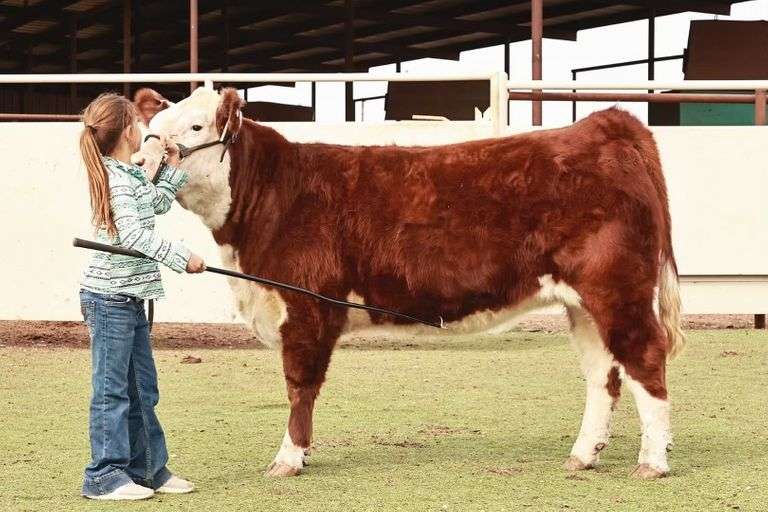 Hereford