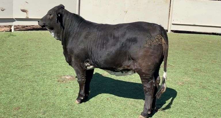 Black Beefmaster