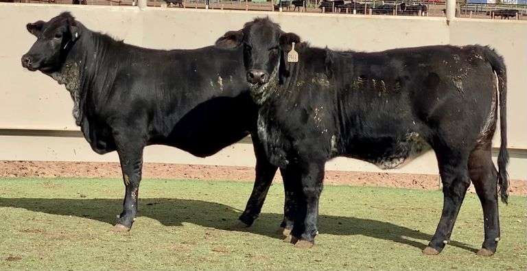 Black Beefmasters