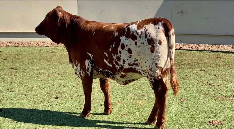 Beefmaster