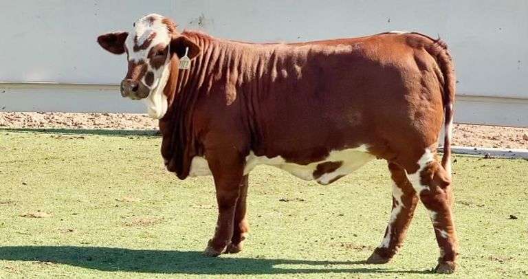 Beefmaster