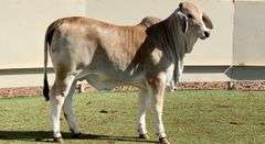 Brahman