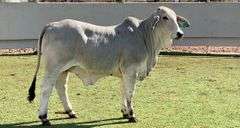 Brahman