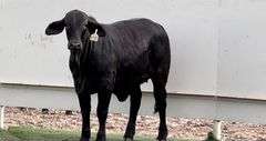 Black Brahman Cross