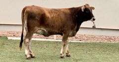 Jersey-Brahman