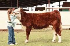 Hereford