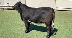 Black Beefmaster