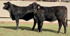 Black Beefmasters