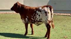 Beefmaster