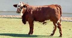 Beefmaster