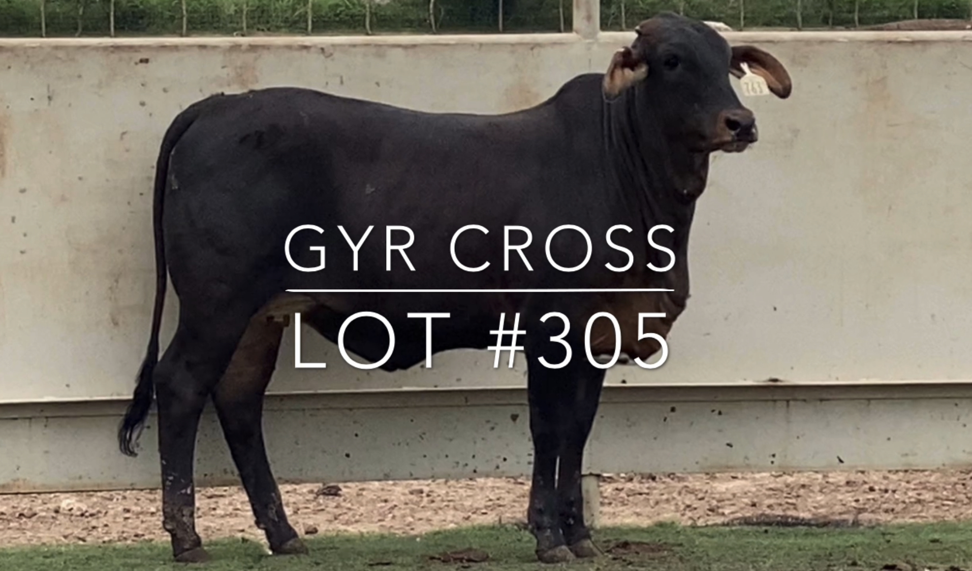 Paints, Brangus, Brahman Replacement Heifers - J&J Cattle Co