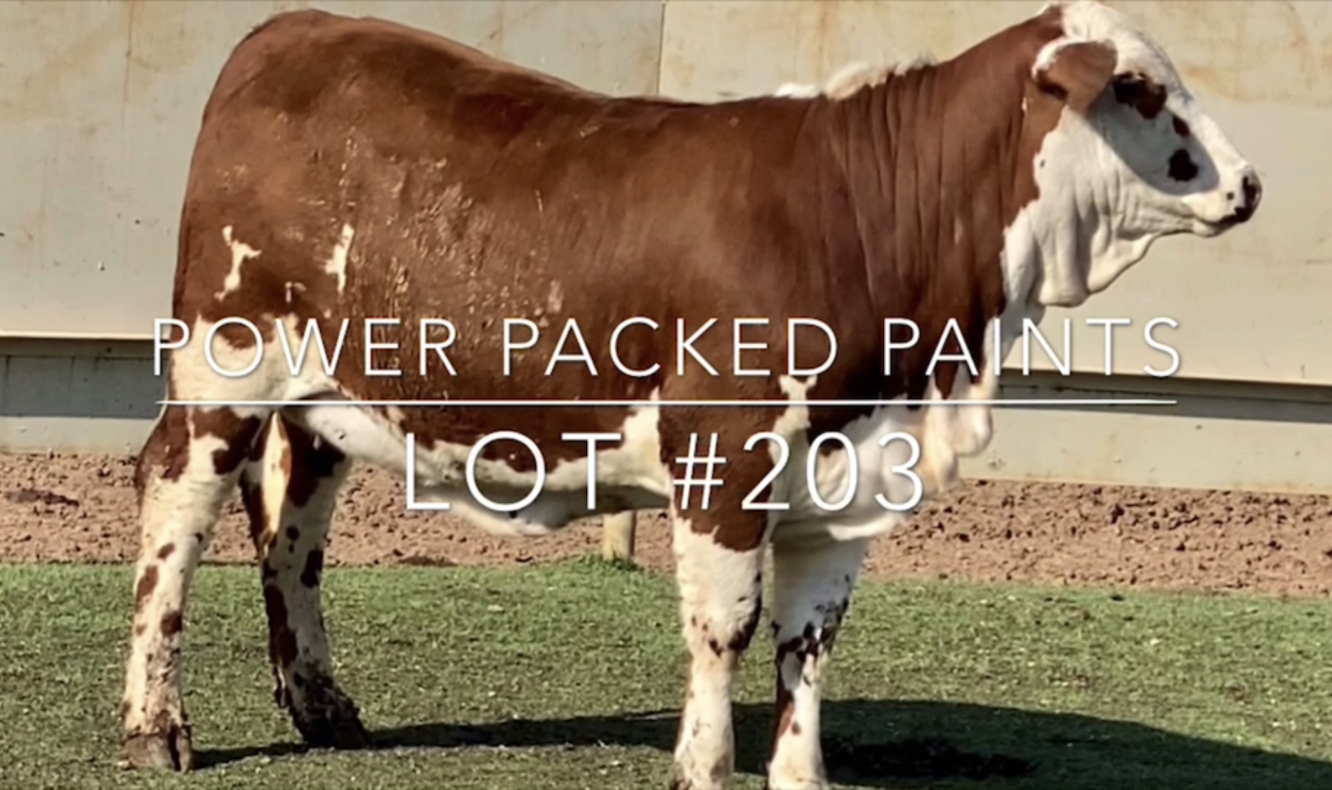 その他 PRE-ASSEMBLEDCOLLECTION BRAHMAN ELEPHAN PRE-ASSEMBLEDCOLLECTION BRAHMAN ELEPHAN