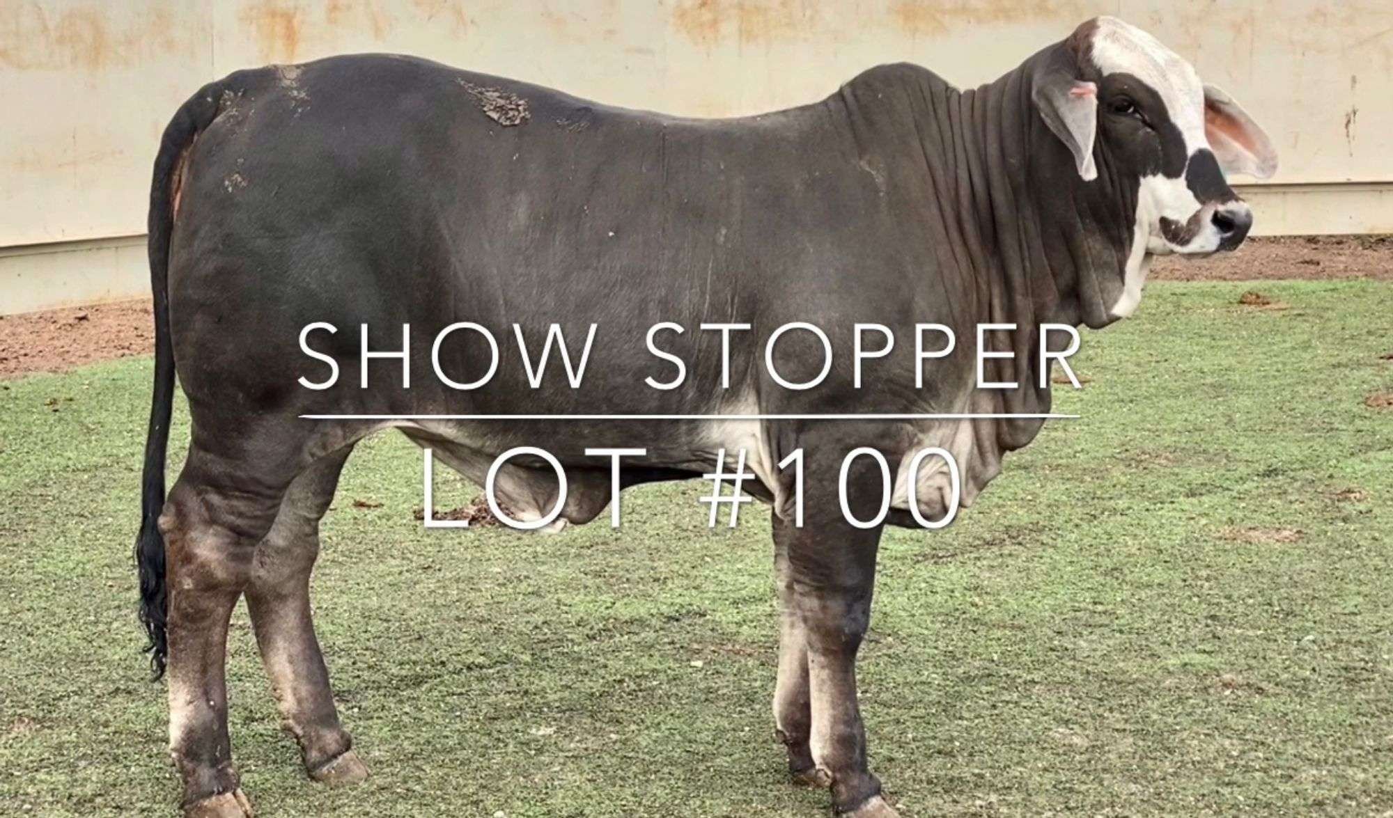 その他 PRE-ASSEMBLEDCOLLECTION BRAHMAN ELEPHAN 500x500_72dpi