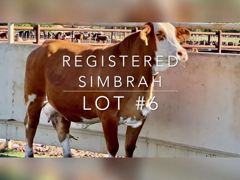 Registered Simbrah