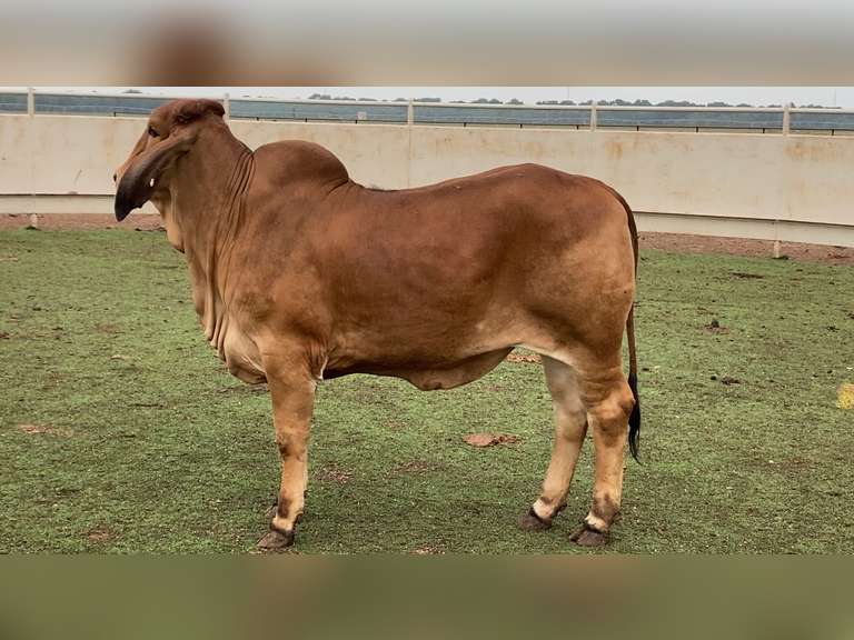 Registered Red Brahman
