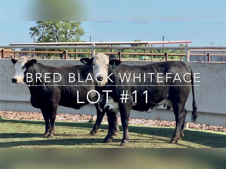 Bred Black Whiteface