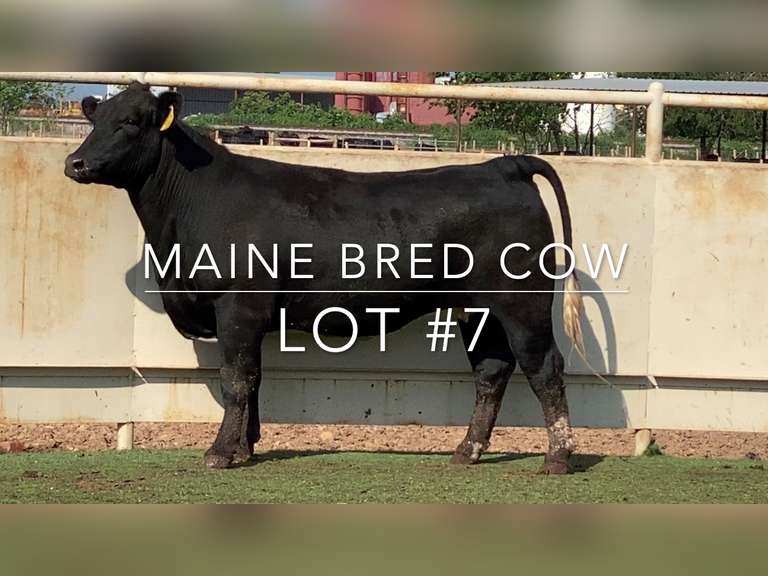 Maine Bred Cow