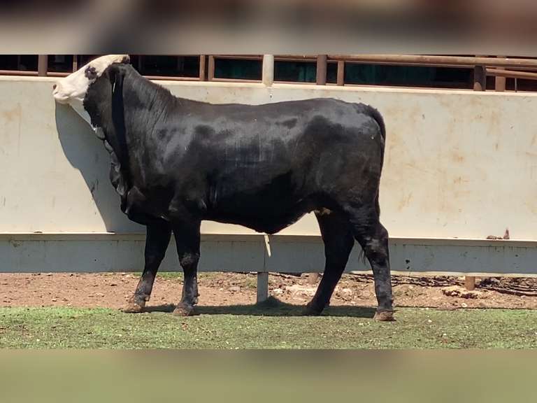 Bred Black Whiteface
