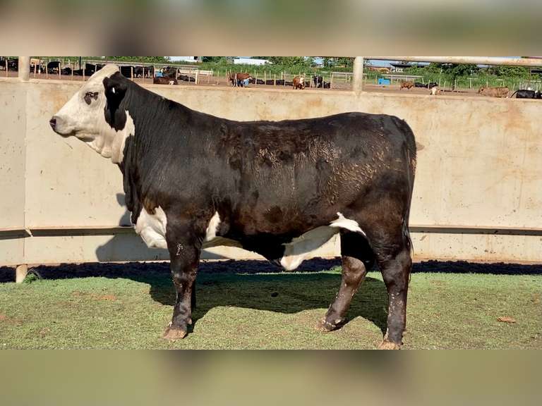 Bred Black Whiteface