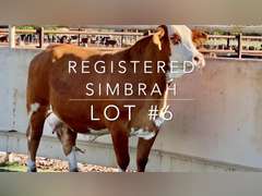 Registered Simbrah