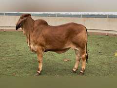 Registered Red Brahman