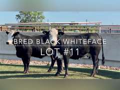Bred Black Whiteface