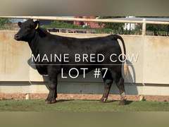 Maine Bred Cow