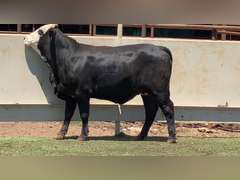 Bred Black Whiteface