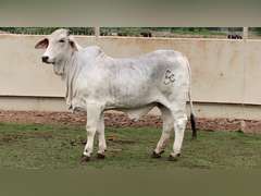Registered Brahman